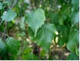 Tilia Platiphilos - inaltime 2,5 – 3m 